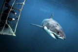 New marine research project unlocks False Bay’s shark secrets