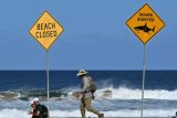 Great white shark ‘likely’ killed Australian surfer
