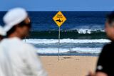 Shark attack leaves boy in critical condition in Sydney Harbour