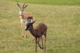 EXCLUSIVE | Latest pictures of Siya the black springbok