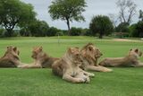 Pride of lions on greenkeeper duty at Skukuza Golf Club – PHOTO