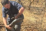 Massive 3.9m python captured in residential estate near Kruger Park – WATCH