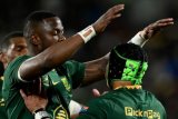 Springboks hand out hiding to woeful All Blacks