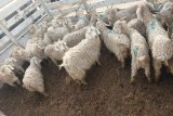 Suspects attempt to bribe police official to release stolen goats