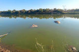 Limpopo River turns green: Officials blame algae but DA suspects pollution