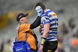 Stormers lock joins Scarlets