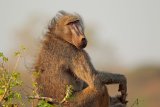 Outcry over planned removal of 121 chacma baboons from the Cape Peninsula