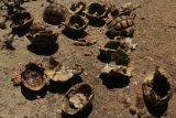 Grim discovery of poached tortoises in Table Bay Nature Reserve