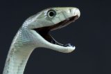 Two snakes hold up Joburg Water repairs in Witpoortjie