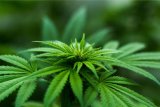 Police confiscate dagga loot worth millions
