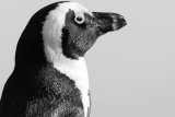 Out of the box: African Penguins released into the wild