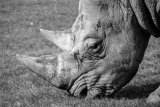 Hawks crack down on international rhino horn syndicate in Pretoria