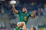 Springbok team to face Italy attended these SCHOOLS
