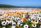 Here’s how much it will cost to view the West Coast flowers this season