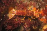 Great news for rock lobster fishing-season quotas