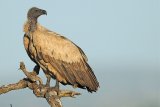 Wildlife ACT: Muti behind vulture poisoning incidents