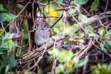 Unique residents puff their chests out for birding festival