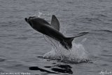 Rare picture of breaching sunfish showcases Algoa Bay’s treasure chest