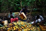 Ivory Coast's cocoa crop to hold near last season's, says minister