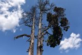 Cape Town runner dies after tree falls on her during race