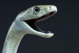 Two snakes hold up Joburg Water repairs in Witpoortjie