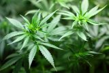 UN flags cannabis explosion in Africa on World Drug Day