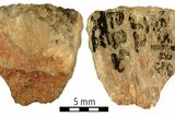 World’s earliest evidence of poison-tipped arrows found in South Africa