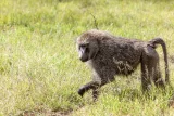 Another wild baboon roaming free – here’s what to do if you see it