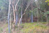 ‘Bark stripping’ for traditional medicine: SANParks fights back