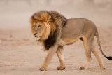 Pride of 10 lions outside Kruger National Park fence a ‘hoax’?