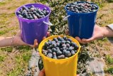 Blueberry farms: Where to pick blueberries in South Africa