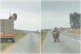 Lion tries to escape by jumping off vehicle en route to game farm