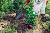 IN THE GARDEN | Roots are a plant’s lifeblood