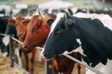 South Africa to ramp up vaccinations as foot-and-mouth disease spreads