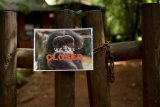 WATCH | Sierra Leone chimp refuge shuts doors to protest deforestation