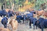Foot-and-mouth disease hits Limpopo