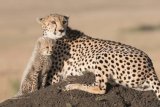 Chaos at Kruger Park gates during SA National Parks Week