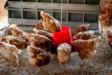 New bird flu outbreak confirmed in this province