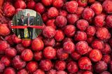 A historic first for fruit export: SA plums land in China