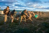 WWF SA's black rhino expansion project reaches new milestone