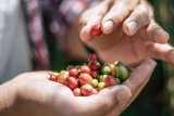 Five unfiltered facts about coffee you didn’t know