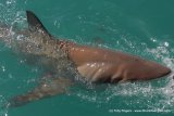 Surfer bitten TWICE by shark as seal uses him as a ‘human shield’