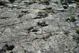 Youngest dinosaur tracks ever discovered in Southern Africa unearthed in Knysna