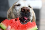What fruits and vegetables are dogs allowed to eat?