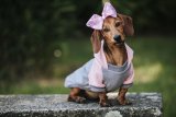 Dogs from TEARS star in Re-Loved Fashion Show
