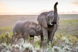 Victim of elephant tragedy identified as private Garden Route game reserve CEO