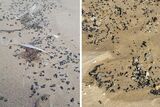 Toxic tar balls threaten beaches, seabirds in Algoa Bay