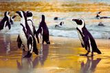 Scammers target visitors to Boulders Beach’s penguin colony
