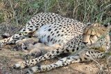 South African cheetah gives birth to cubs in Indian national park
