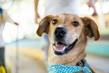 Rescue dogs in Gqeberha invited to star in local dog show